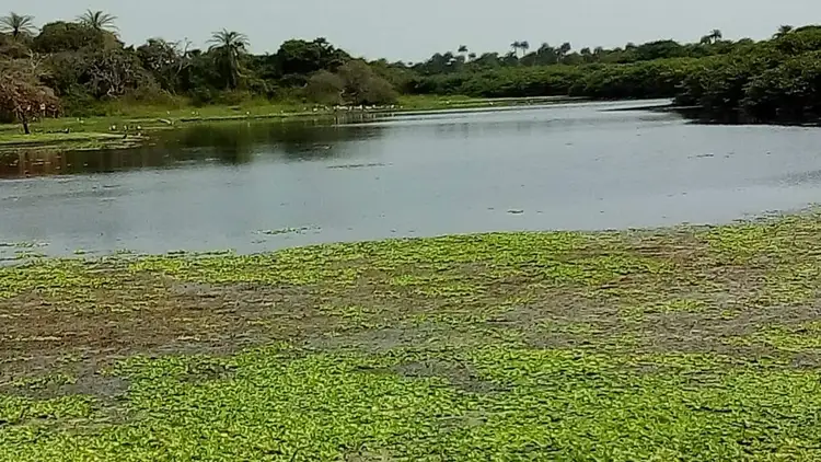 Kau ku iagu ta djunta nel