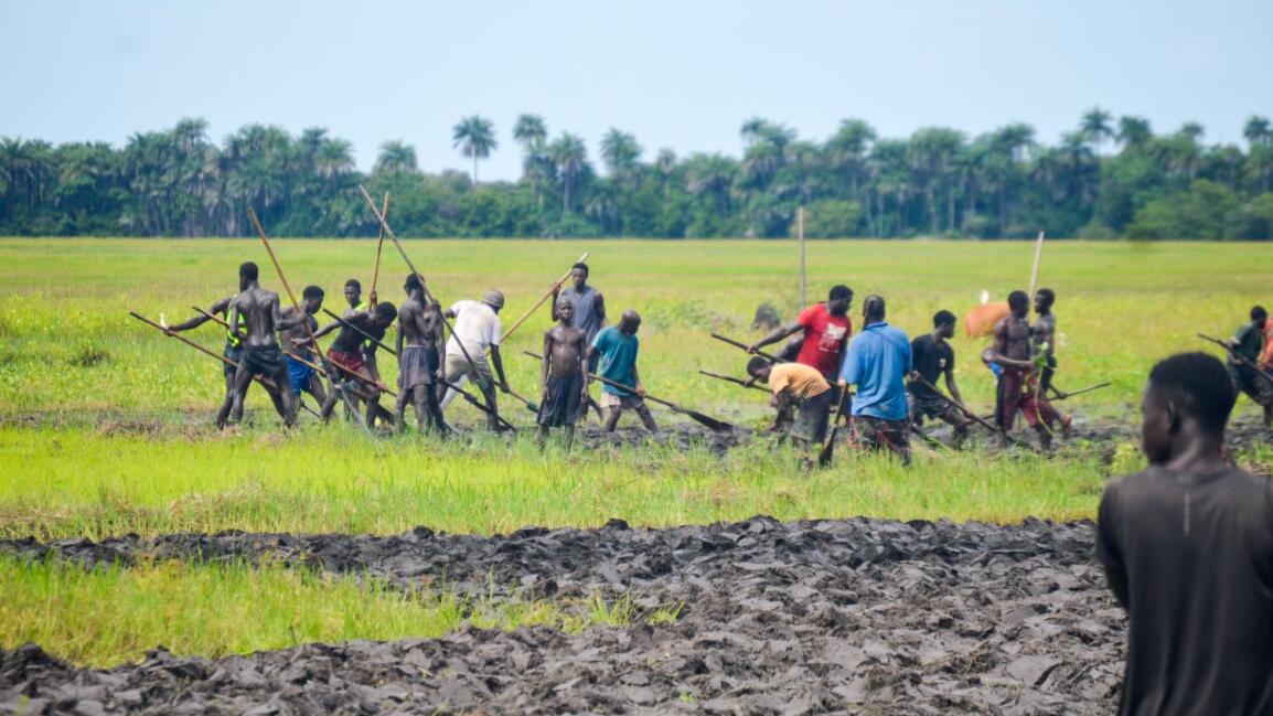 Produção de arroz 6