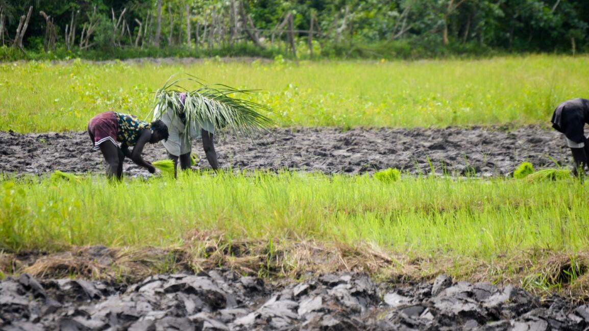 Produção de arroz 10