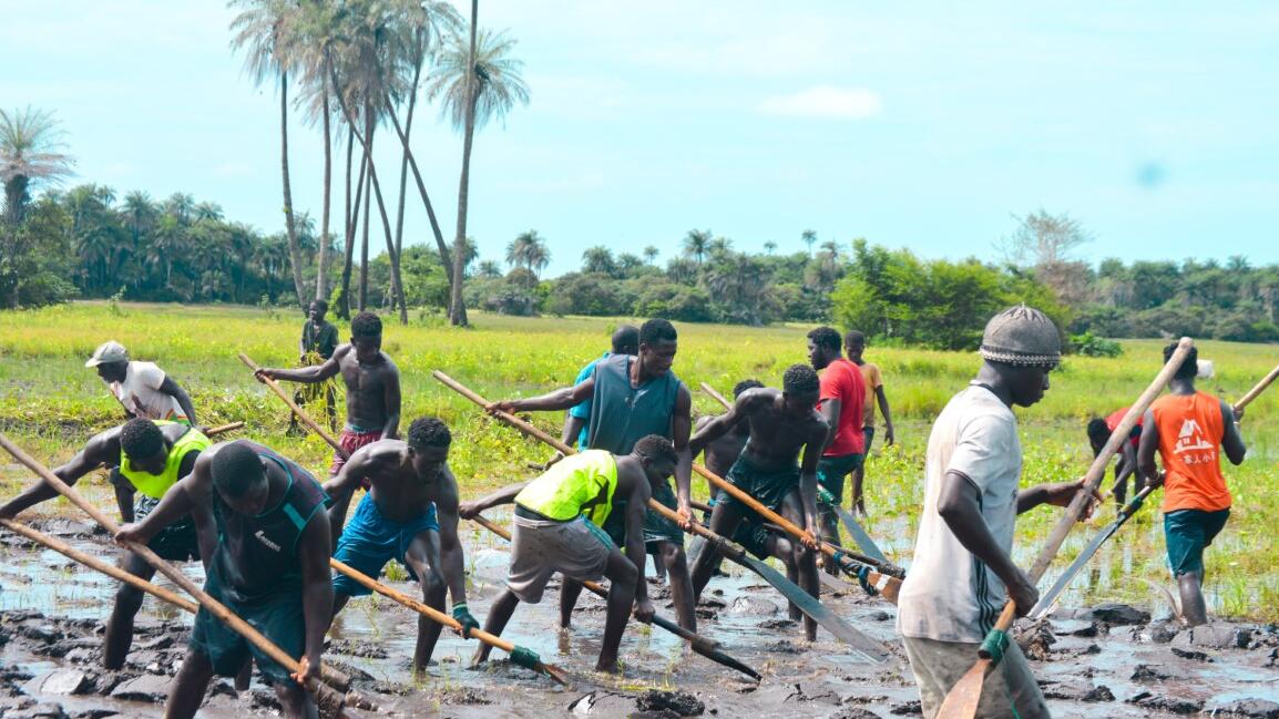 Produção de arroz 13