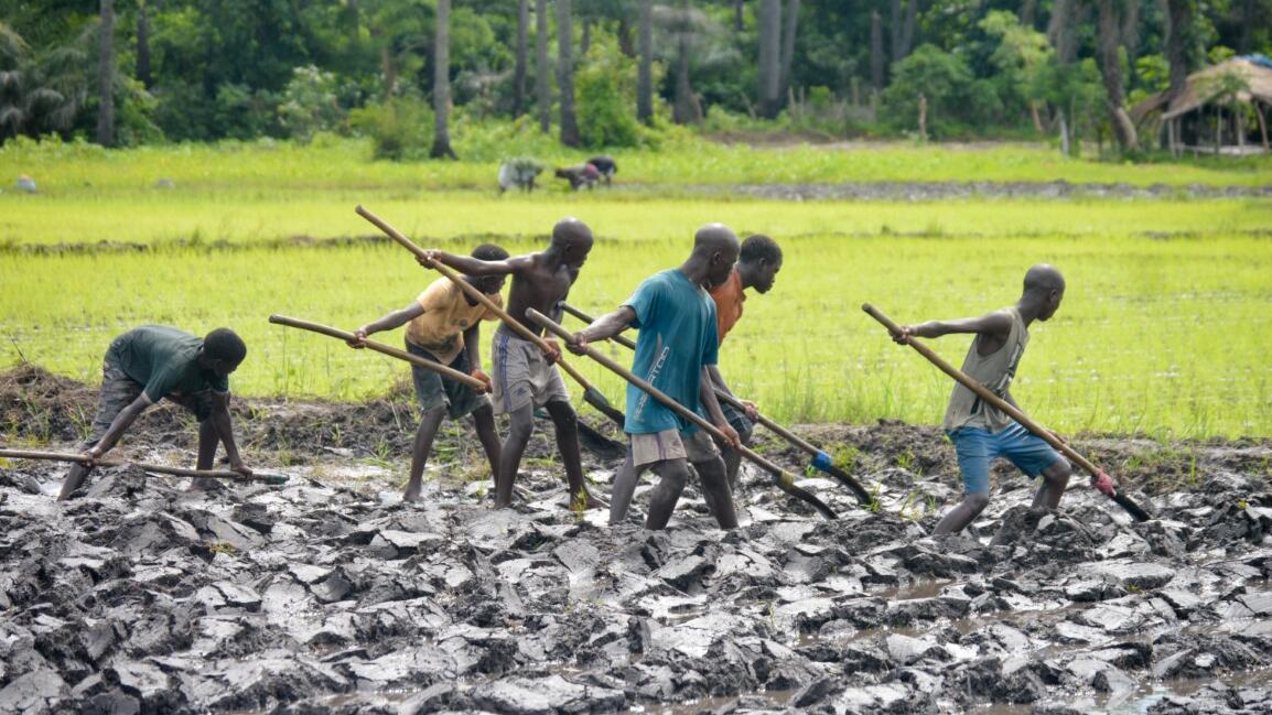 Produção de arroz 2