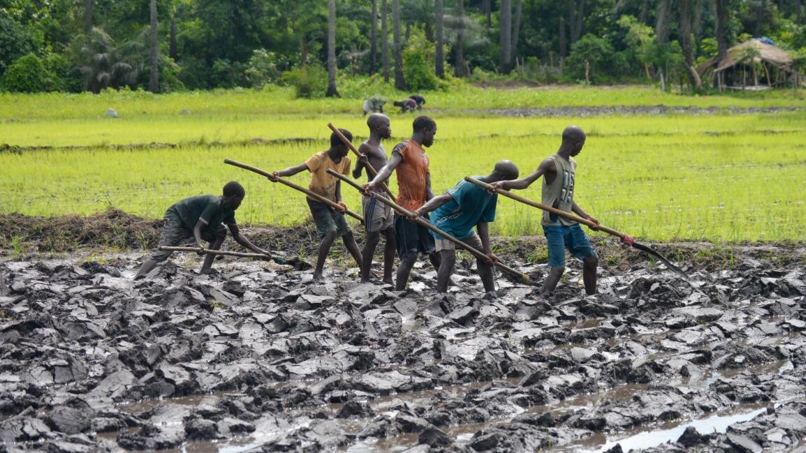 Produção de arroz 3